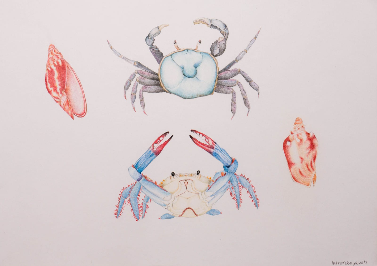 Крабы и раковины, цветной карандаш, бумага, 2017