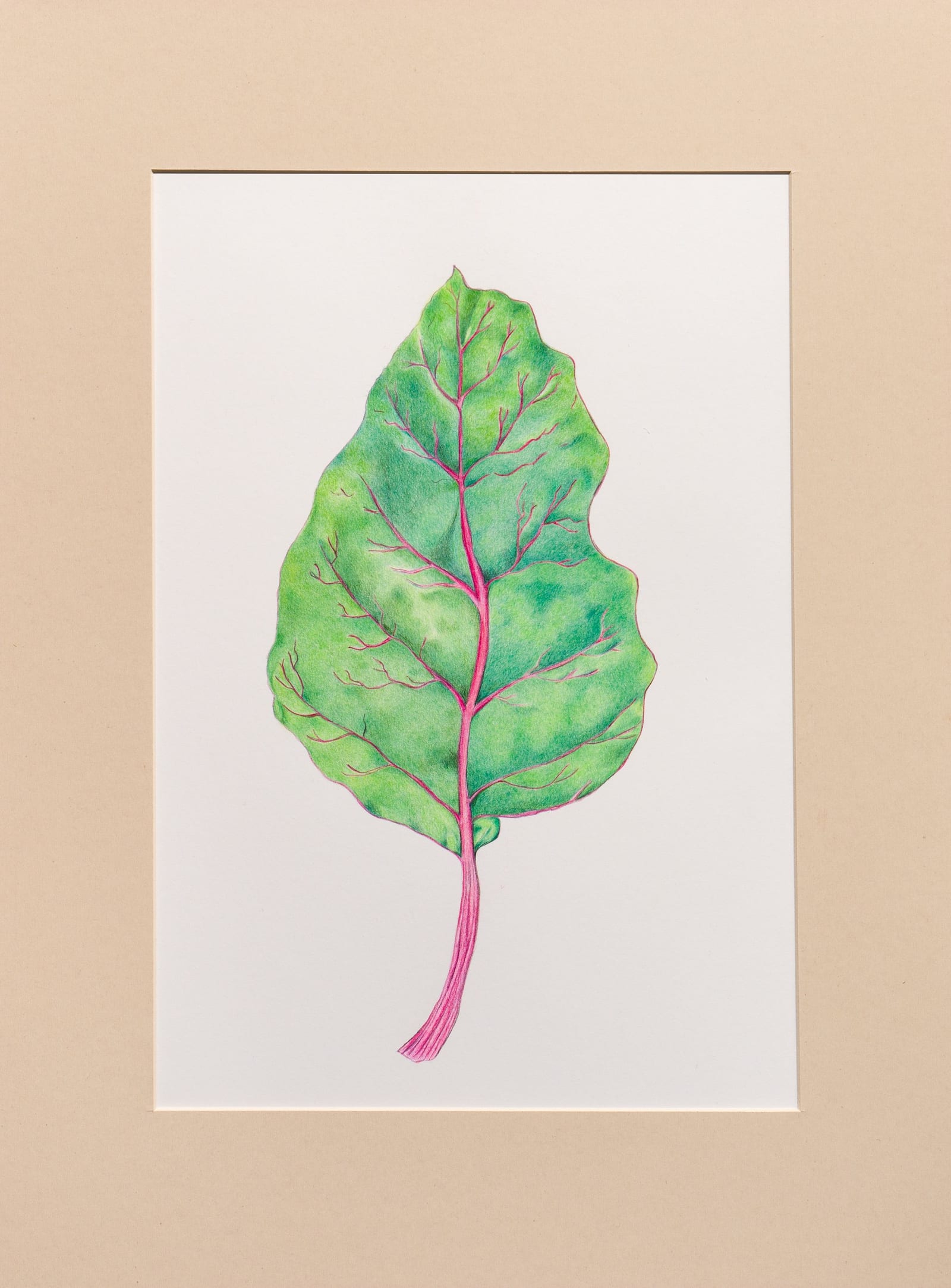 Лист мангольда, бумага hahnemühle, цветные карандаши faber-castell polychromos и derwent, 2022