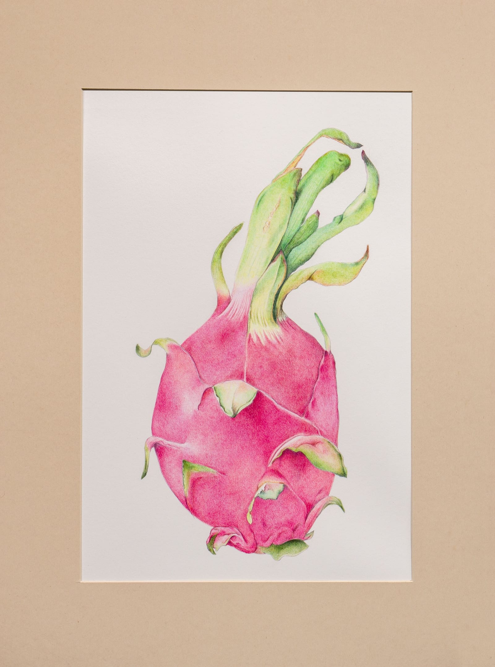 Питахайя, бумага hahnemühle, цветные карандаши faber-castell polychromos и derwent, 2024